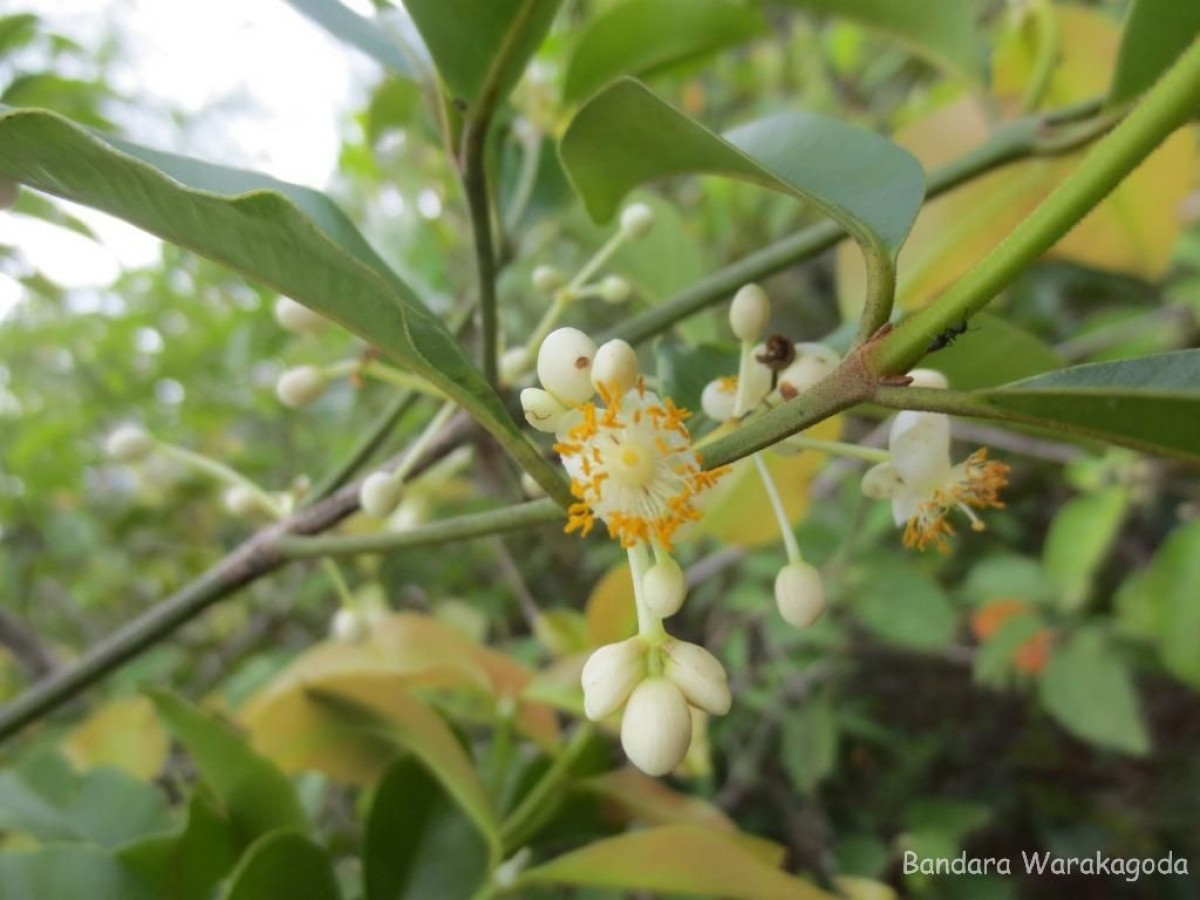 Calophyllum calaba L.